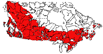 Map of Boreal spittlebug (Aphrophora gelida) in Canada