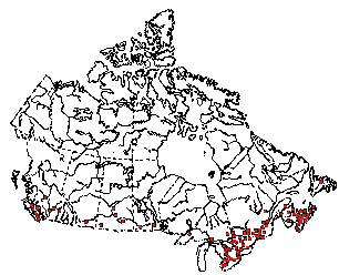 Map of Northern field cricket (Gryllus pennsylvanicus) in Canada