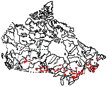 Map of Nicrophorus sayi in Canada