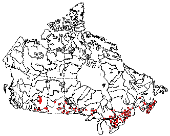 Map of Bush katydid (Scudderia pistillata) in Canada