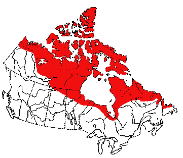 Map of Arctic Fox in Canada