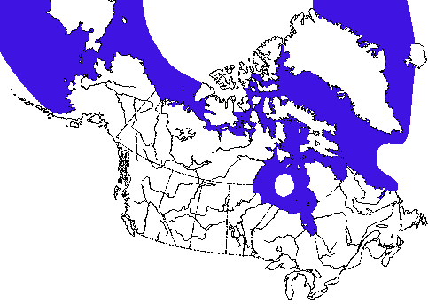Map of Bearded Seal in Canada