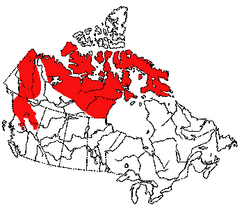 Map of Brown Lemming in Canada