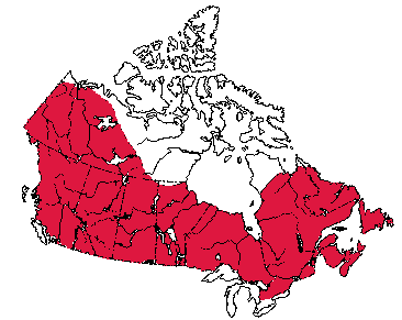 Map of Snowshoe Hare in Canada