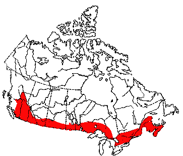 Map of Bobcat in Canada