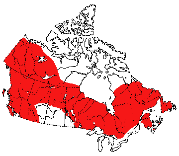 Map of American Marten in Canada