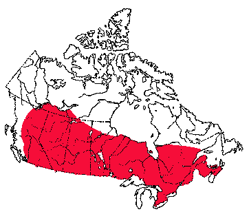 Map of Striped Skunk in Canada