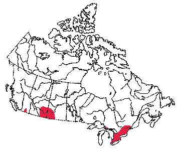Map of Small-Footed Bat in Canada
