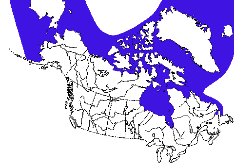 Map of Ringed Seal in Canada