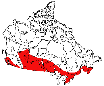 Map of Raccoon in Canada