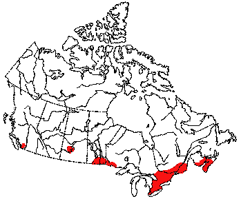 Map of Grey or Black Squirrel in Canada