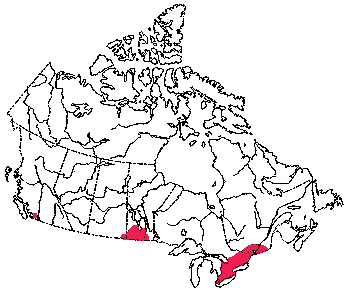 Map of Eastern Cottontail in Canada