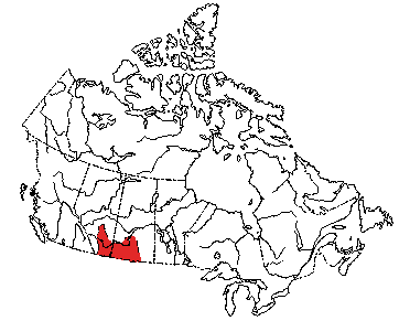 Map of Nuttall's Conttontail in Canada