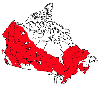 Map of American Red Squirrel in Canada
