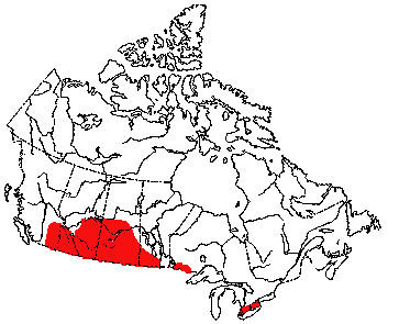 Map of American Badger in Canada