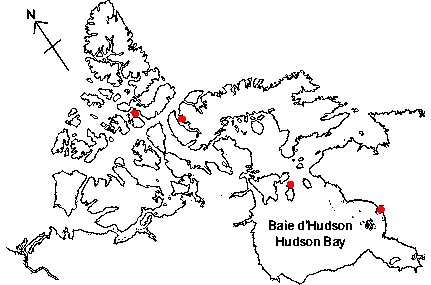 Map of <i>Cingula castanea</i> in Canada