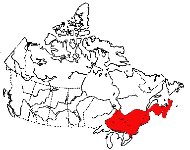 Map of Eastern Elliptio in Canada