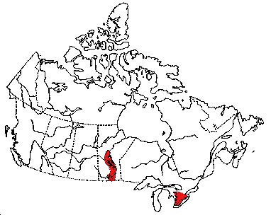 Map of Pig-Toe in Canada
