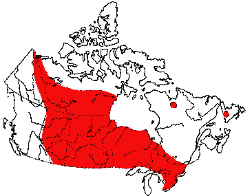 Map of Globular Pea Clam in Canada