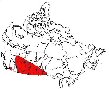 Map of Umbilicate Promenetus in Canada