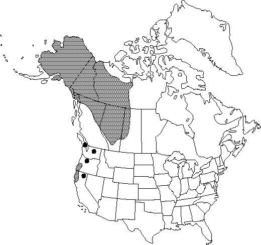 Map of Siberian alder in Canada