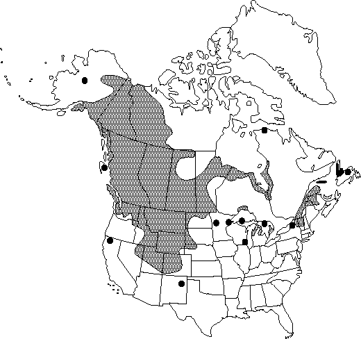 Map of <i>Anemone multifida saxicola</i> in Canada