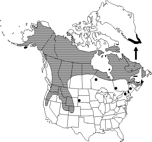 Map of Dwarf birch, resin birch in Canada