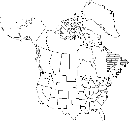 Map of Newfoundland dwarf birch, Michaux's birch in Canada