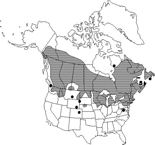 Map of Paper birch, canoe birch, white birch in Canada
