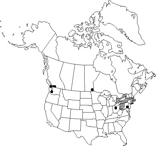 Map of Weeping birch, European white birch, silver birch in Canada