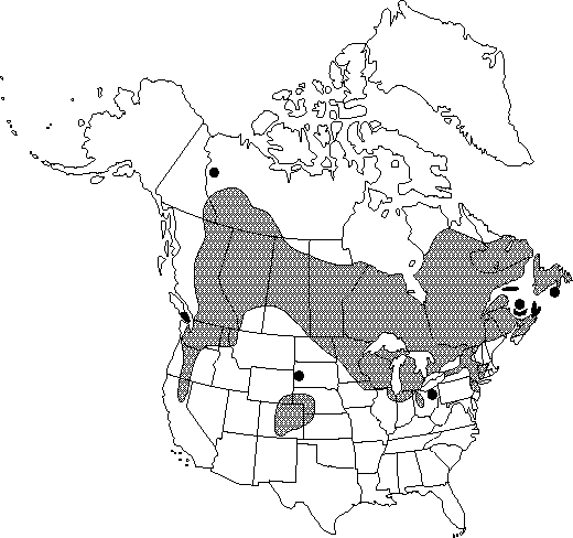 Map of Bog birch, dwarf birch in Canada