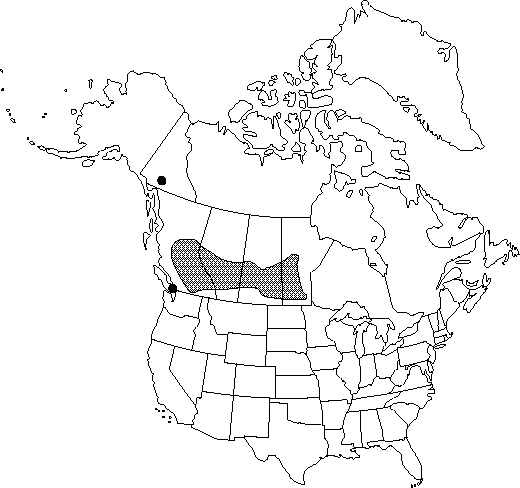 Map of <i>Clematis tangutica tangutica</i> in Canada