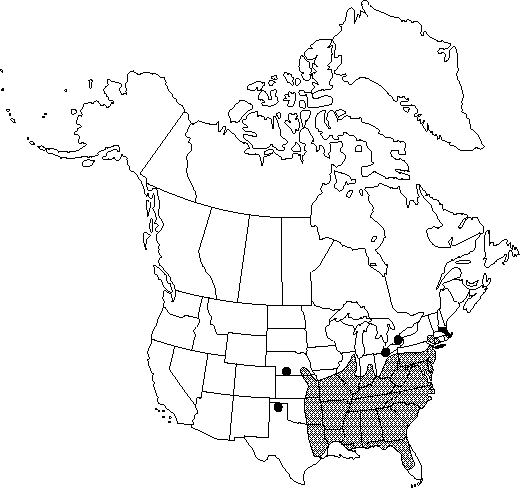 Map of Sweet autumn clematis, yam-leaved clematis  in Canada