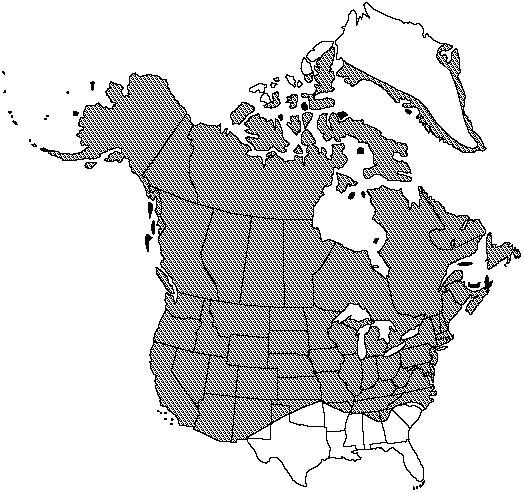 Map of Field horsetail, common horsetail in Canada
