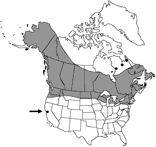 Map of Marsh horsetail in Canada