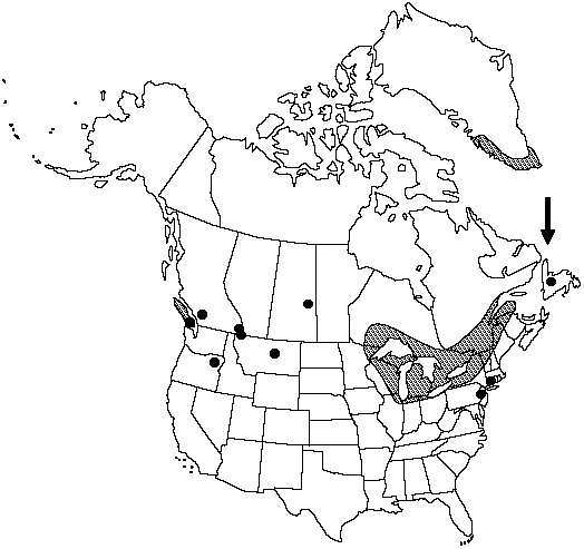 Map of <i>Equisetum mackaii</i> in Canada