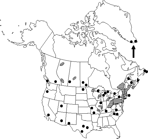 Map of Opium poppy, common poppy in Canada
