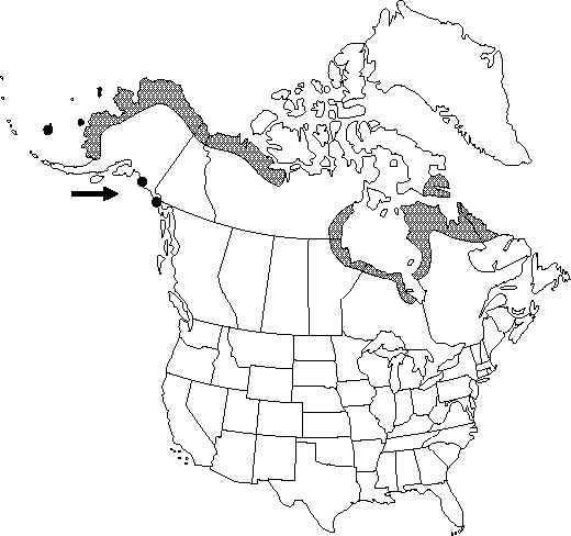 Map of <i>Ranunculus pallasii</i> in Canada