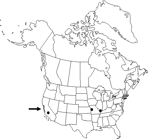 Map of English elm, English cork elm in Canada