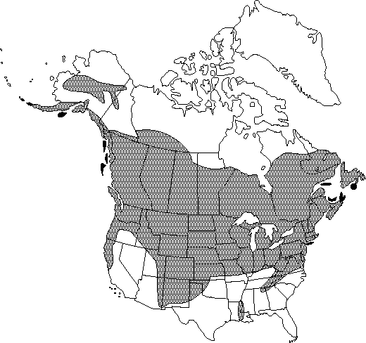 Map of <i>Urtica dioica gracilis</i> in Canada