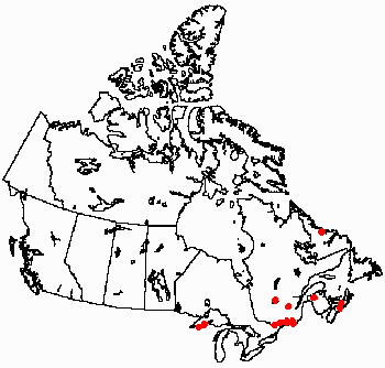 Map of <i>Anheteromeyenia argyrosperma</i> in Canada