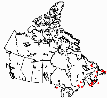 Map of <i>Anheteromeyenia ryderi</i> in Canada