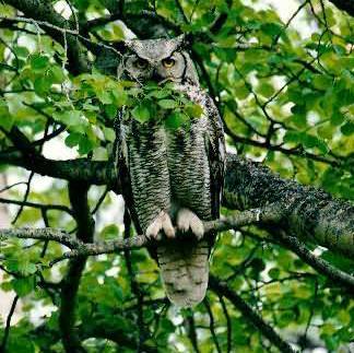 Great Horned Owl. Photo:Peter Mirejovsky