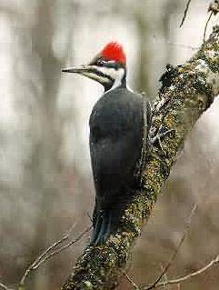 Pileated Woodpecker. Photo:Peter Mirejovsky