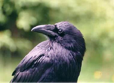 Common Raven. Photo:Peter Mirejovsky
