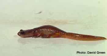 Eschscholtz's Salamander. Photo:David Green