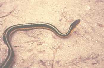 Eastern Ribbon Snake. Photo:David Green