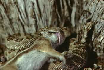 Western Rattlesnake. Photo:David Green