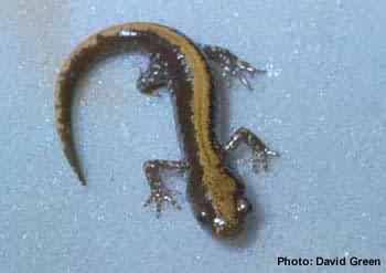 Long-toed salamander. Photo: David Green