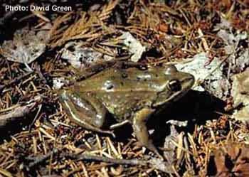 Spotted Frog. Photo:David Green